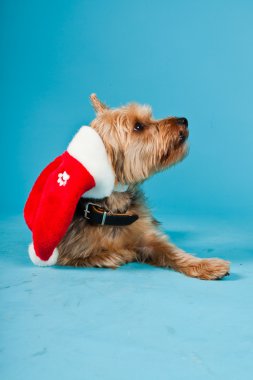 sevimli yorkshire terrier köpek Noel şapka açık mavi renkli izole. Stüdyo vurdu.