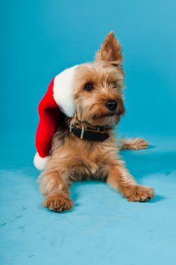 sevimli yorkshire terrier köpek Noel şapka açık mavi renkli izole. Stüdyo vurdu.