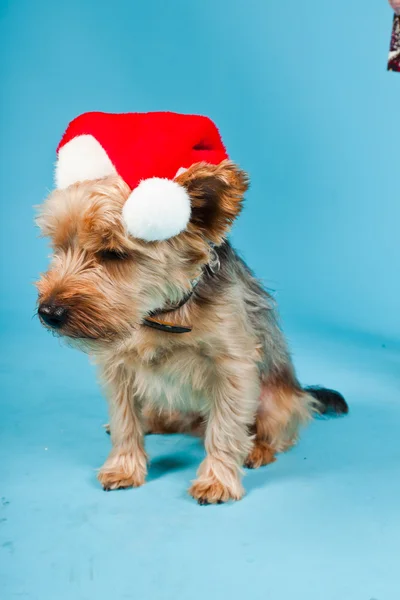 stock image Cute Yorkshire terrier dog with christmas hat isolated on light blue background. Studio shot.