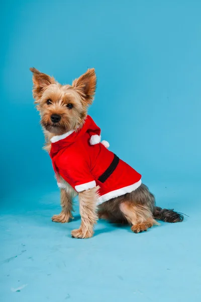 Cute Yorkshire terrier dog with christmas jacket isolated on light blue background. Studio portrait.