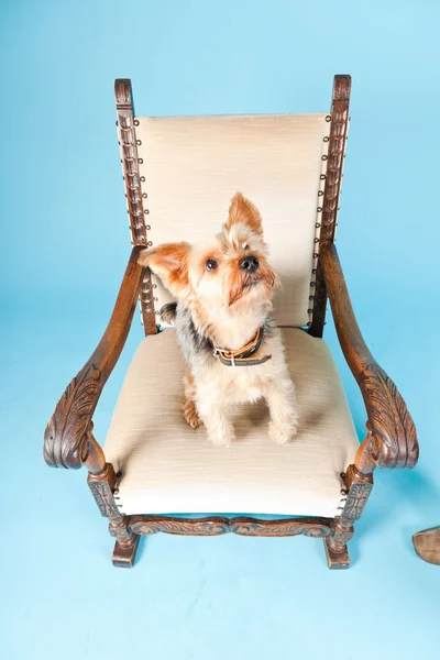 Schattig yorkshire Terriër hond in grote stoel geïsoleerd op lichte blauwe achtergrond. studio opname. — Stockfoto