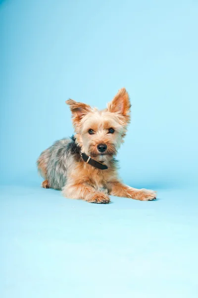明るい青の背景に分離かわいいヨークシャ テリア犬のスタジオ ポートレート — ストック写真