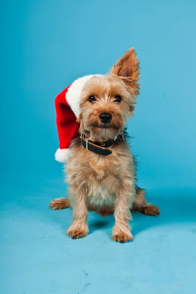 stock image Cute Yorkshire terrier dog with christmas hat isolated on light blue background. Studio shot.