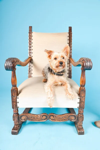 Büyük koltuk açık mavi renkli izole sevimli yorkshire terrier köpek. Stüdyo vurdu. — Stok fotoğraf