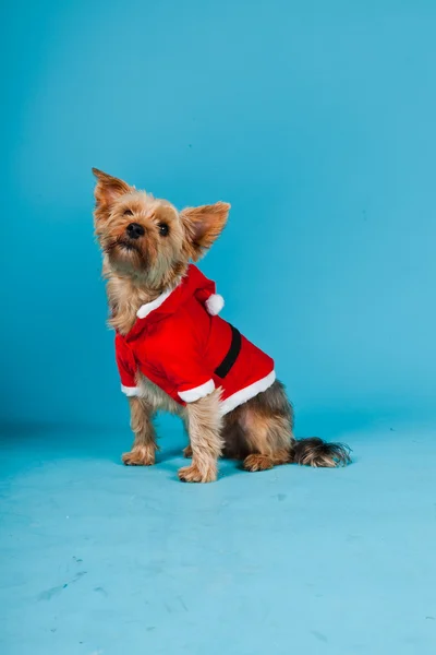 stock image Cute Yorkshire terrier dog with christmas jacket isolated on light blue background. Studio portrait.