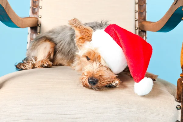 Cute Yorkshire terrier dog with christmas hat sitting in chair isolated on light blue background. Studio shot.