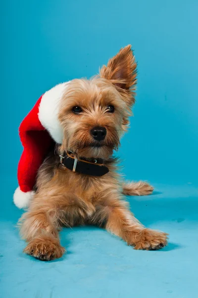 stock image Cute Yorkshire terrier dog with christmas hat isolated on light blue background. Studio shot.