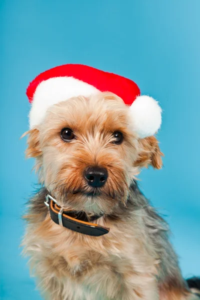 Sevimli yorkshire terrier köpek Noel şapka açık mavi renkli izole. Stüdyo vurdu. — Stok fotoğraf