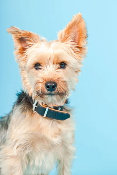 Studio portret van schattige yorkshire Terriër hond geïsoleerd op lichte blauwe achtergrond — Stockfoto