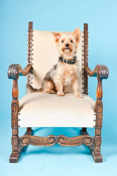 Büyük koltuk açık mavi renkli izole sevimli yorkshire terrier köpek. Stüdyo vurdu. — Stok fotoğraf