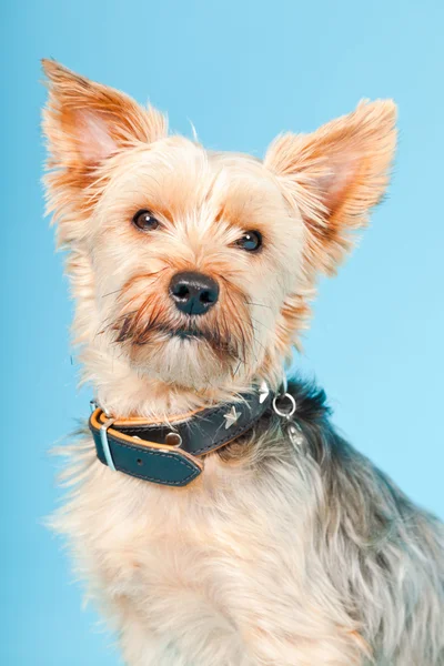Estúdio retrato de bonito yorkshire terrier cão isolado no fundo azul claro — Fotografia de Stock