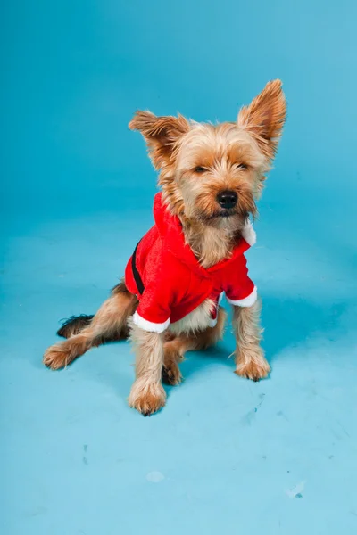 stock image Cute Yorkshire terrier dog with christmas jacket isolated on light blue background. Studio portrait.