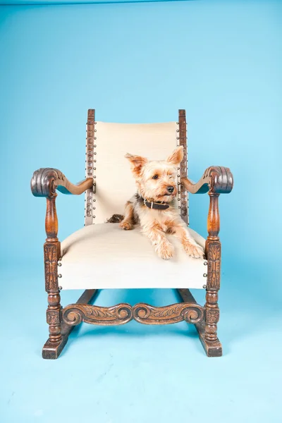 Ładny yorkshire terrier pies w wielkim fotelu na białym tle na światło niebieskie tło. łapka. — Zdjęcie stockowe
