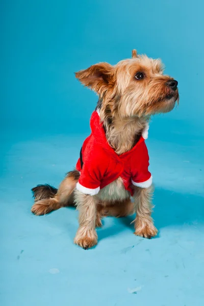 Sevimli yorkshire terrier köpek Noel ceket açık mavi renkli izole. Stüdyo portre. — Stok fotoğraf