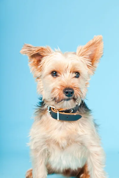 Studio portret van schattige yorkshire Terriër hond geïsoleerd op lichte blauwe achtergrond — Stockfoto