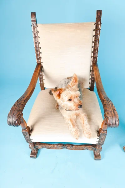 Niedlicher yorkshire terrier hund im großen stuhl isoliert auf hellblauem hintergrund. Studioaufnahme. — Stockfoto