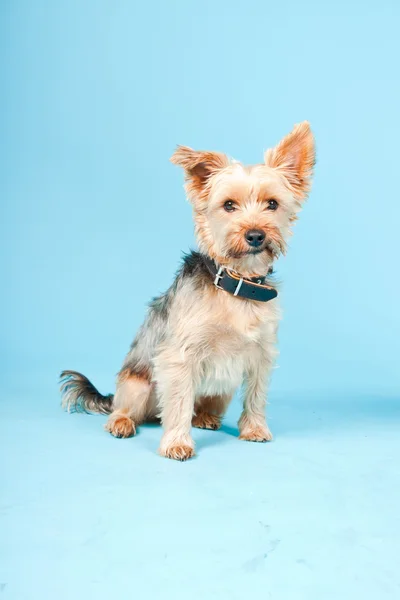Studio portrait of cute yorkshire terrier dog isolated on light blue background — Stock Photo, Image