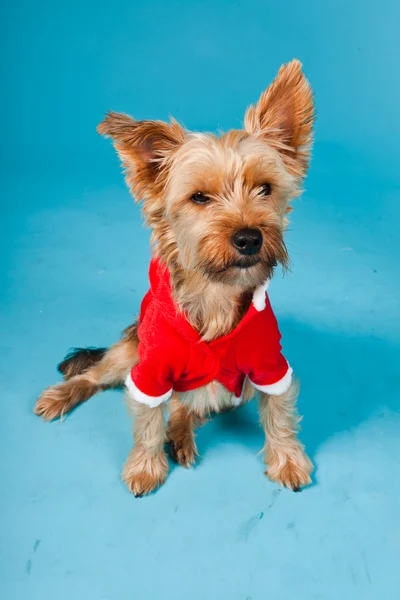 stock image Cute Yorkshire terrier dog with christmas jacket isolated on light blue background. Studio portrait.