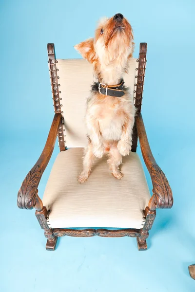 Söt yorkshire terrier hund i stora stol isolerad på ljusblå bakgrund. Studio skott. — Stockfoto