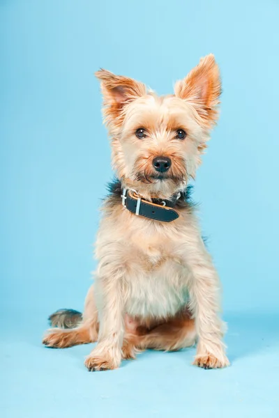 明るい青の背景に分離かわいいヨークシャ テリア犬のスタジオ ポートレート — ストック写真