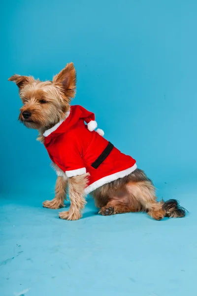 stock image Cute Yorkshire terrier dog with christmas jacket isolated on light blue background. Studio portrait.