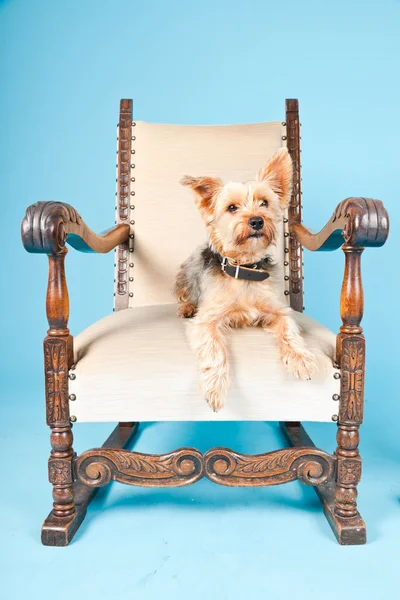 Ładny yorkshire terrier pies w wielkim fotelu na białym tle na światło niebieskie tło. łapka. — Zdjęcie stockowe