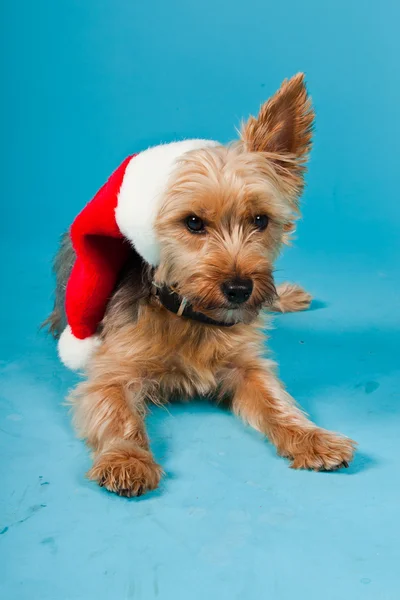 stock image Cute Yorkshire terrier dog with christmas hat isolated on light blue background. Studio shot.