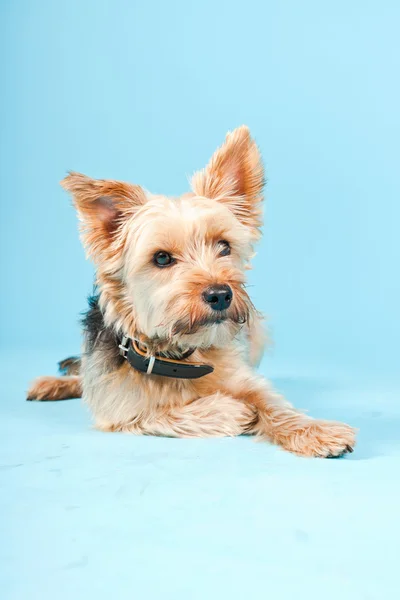 Studioporträt des niedlichen York Terrier Hundes isoliert auf hellblauem Hintergrund — Stockfoto