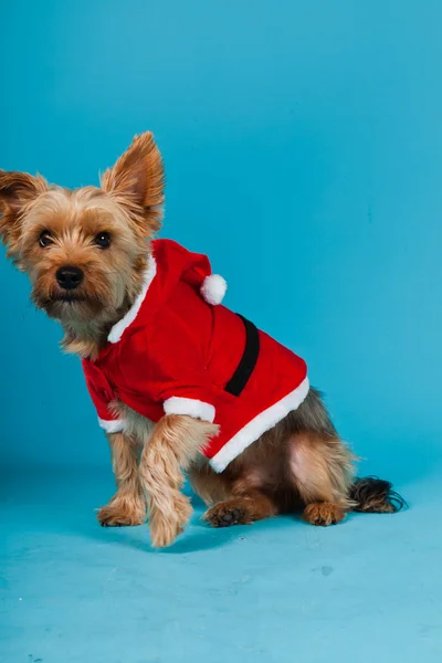 Cute Yorkshire terrier dog with christmas jacket isolated on light blue background. Studio portrait. — Stock Photo, Image