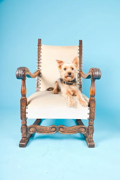可爱约克夏狗在隔离上浅蓝色背景的大椅子。工作室拍摄. — 图库照片