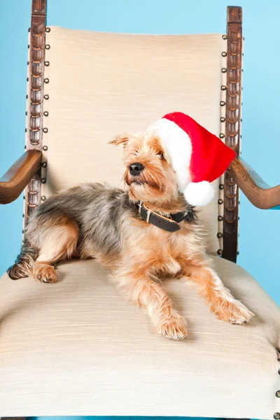 Sevimli yorkshire terrier köpek Noel şapka açık mavi renkli izole sandalyede oturuyor. Stüdyo vurdu. — Stok fotoğraf