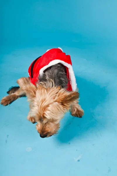 Cute Yorkshire terrier dog with christmas jacket isolated on light blue background. Studio portrait. — Stock Photo, Image