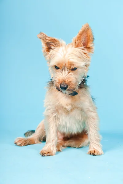 Aranyos yorkshire terrier kutya a elszigetelt világoskék háttér stúdió-portré — Stock Fotó