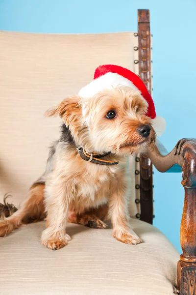 Cute Yorkshire terrier dog with christmas hat sitting in chair isolated on light blue background. Studio shot. — Stock Photo, Image