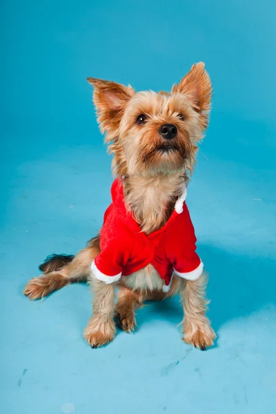 stock image Cute Yorkshire terrier dog with christmas jacket isolated on light blue background. Studio portrait.