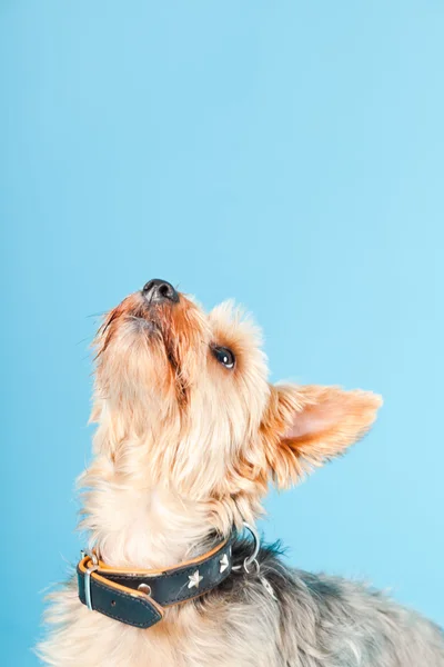 Studio porträtt av söta yorkshire terrier hund isolerad på ljusblå bakgrund — Stockfoto