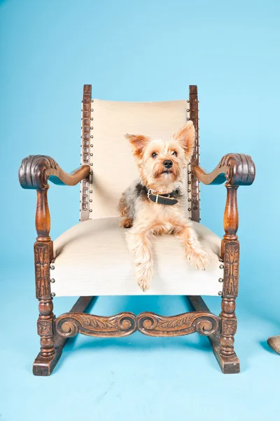Cane terrier carino Yorkshire in sedia grande isolato su sfondo azzurro. Studio girato . — Foto Stock