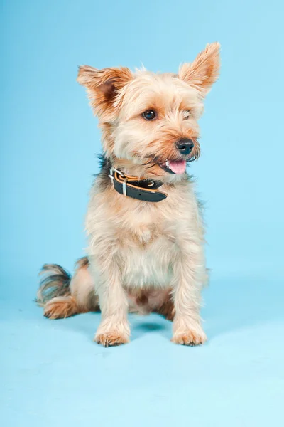 Studio ritratto di carino yorkshire terrier cane isolato su sfondo azzurro — Foto Stock