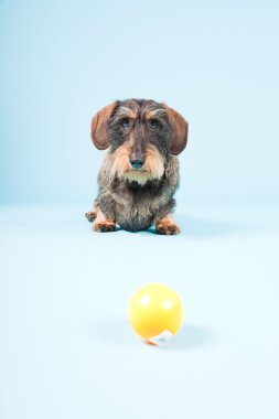 Stüdyo portre sevimli kahverengi siyah dachshund açık mavi renkli izole.