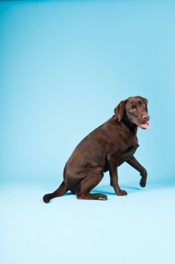 güzel kahverengi labrador retriever açık mavi renkli izole. Stüdyo vurdu.