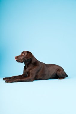 güzel kahverengi labrador retriever açık mavi renkli izole. Stüdyo vurdu.