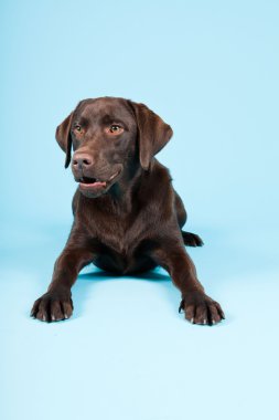 güzel kahverengi labrador retriever açık mavi renkli izole. Stüdyo vurdu.