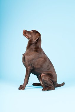 güzel kahverengi labrador retriever açık mavi renkli izole. Stüdyo vurdu.