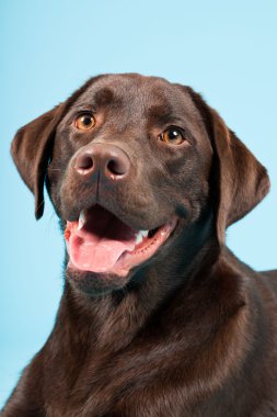 güzel kahverengi labrador retriever açık mavi renkli izole. Stüdyo vurdu.