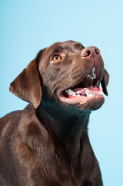 güzel kahverengi labrador retriever açık mavi renkli izole. Stüdyo vurdu.