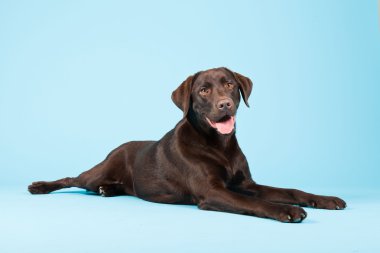 güzel kahverengi labrador retriever açık mavi renkli izole. Stüdyo vurdu.