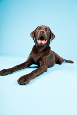 güzel kahverengi labrador retriever açık mavi renkli izole. Stüdyo vurdu.