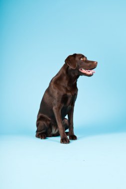 güzel kahverengi labrador retriever açık mavi renkli izole. Stüdyo vurdu.