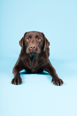 güzel kahverengi labrador retriever açık mavi renkli izole. Stüdyo vurdu.