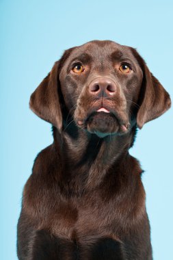 güzel kahverengi labrador retriever açık mavi renkli izole. Stüdyo vurdu.